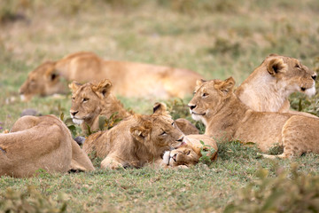 Fototapeta na wymiar African pride lions