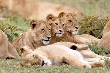 Three young lions chilling in Africa