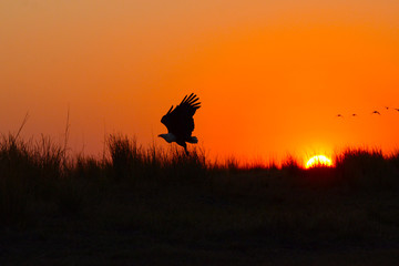 Fish eagle at sunset in Africa