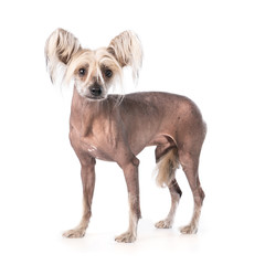 Standing Chinese crested dog against a white background
