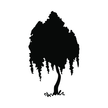 Weeping tree silhouette, vector landscape element