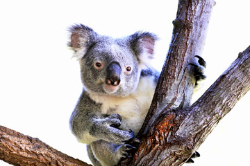 Koala - Peeking around the corner!
