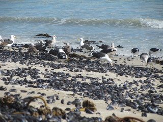 seagulls on the beach