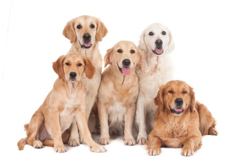 Group of five golden retriever dogs, isolated on white