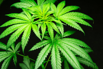 Closeup marijuana leaves on black background, Cannabis on a dark background,