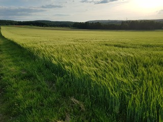Fototapeta na wymiar green wheat field and blue sky