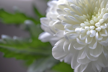 Bouquet of white chrysanthemums close-up