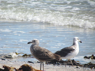 seagull on the beach