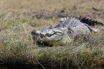 Crocodile on the shore
