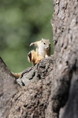 Squirrel in a tree