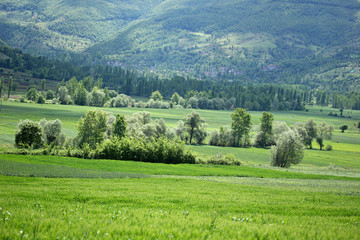 Fototapeta premium rural landscape green cultivated fields