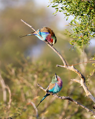  Lilac breasted roller bird looking at each other from Africa 