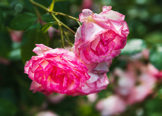 Obraz premium Beautiful rose flowers in garden