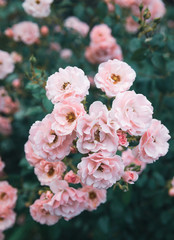 Obraz na płótnie Canvas Beautiful rose flowers in garden