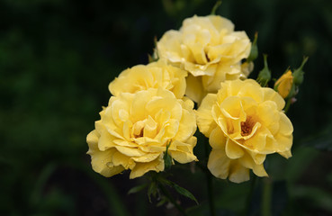 Beautiful rose flowers in garden
