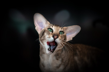 Beautiful portrait of an Oriental cat on a black background.