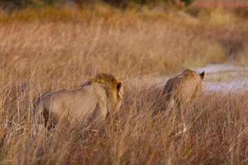 Lions walking in a field