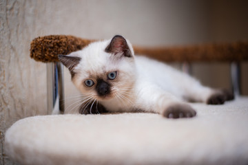 kitten scottish british cat burma munchkin animals