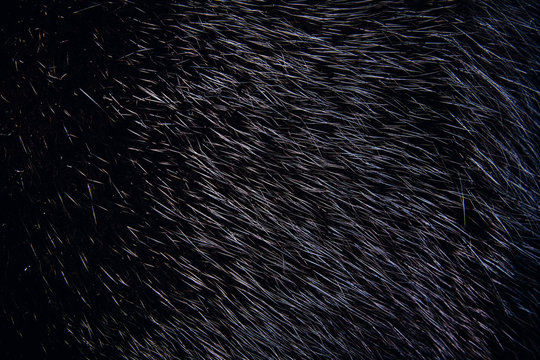 Background of dark mink fur. Close-up texture