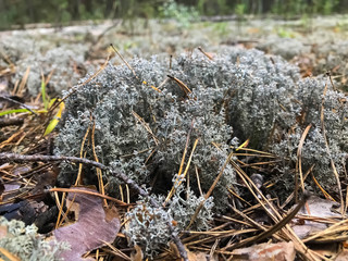 White moss in the forest