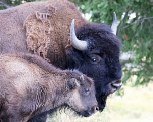 Buffalo - mother and baby