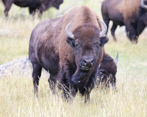 Fototapeta premium Buffalo looking at me!