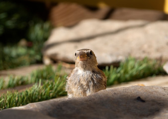 little passer domesticus ina grass