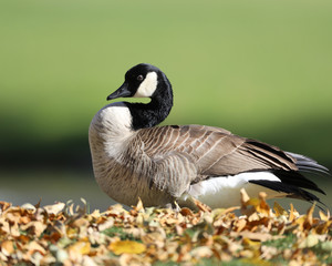 Goose on leaves in the fall