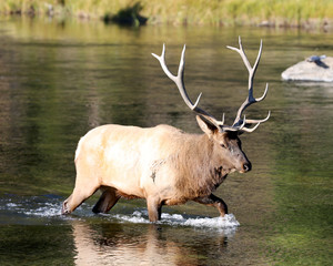 Elk in Yellowstone Park - walking in the water