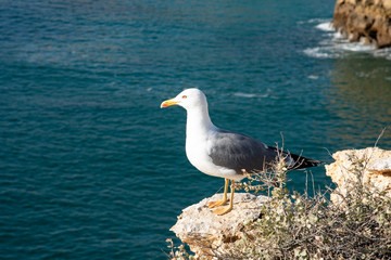 a seagull on a rocky seashore, close up