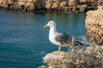 a seagull on a rocky seashore, close up
