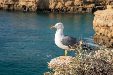 a seagull on a rocky seashore, close up