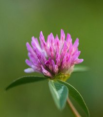 Macro photo nature field blooming red clover flower