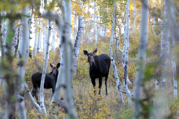 Two moose in Aspens