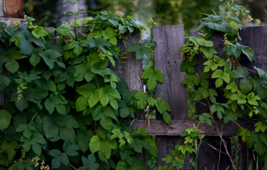 An old hop-covered fence. Rustic background . Photo image.