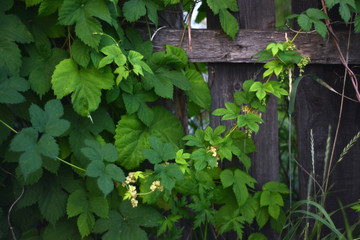 An old hop-covered fence. Rustic background . Photo image.