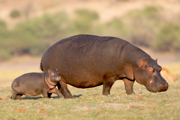 Baby hippo and it's mamma! 