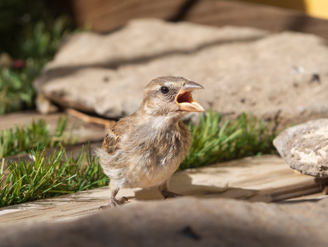 Breeding Sparrow Calling Mom