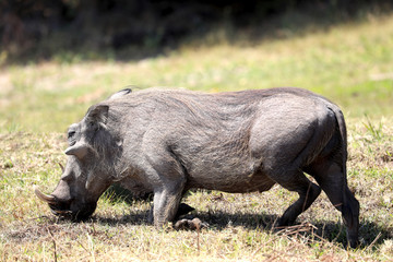 warthog