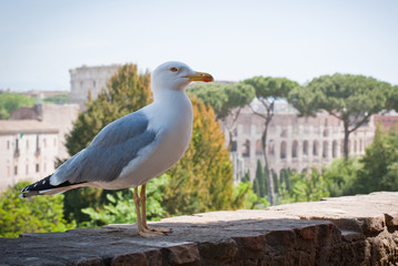 A seagull in front of the Colosseum on a sunny day. Rome, Italy