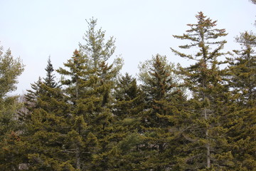 pine tree forest