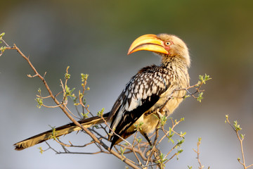 Yellow-billed hornbill bird from Africa sitting on a branch looking left.