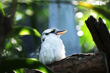 kookaburra sits in a tree