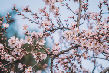  Bees and Spring Flowers