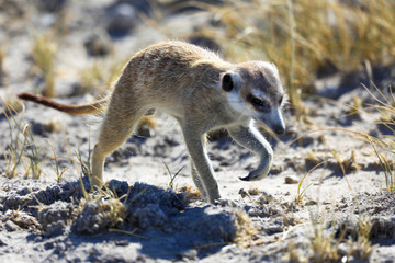 Merkat hunting for food