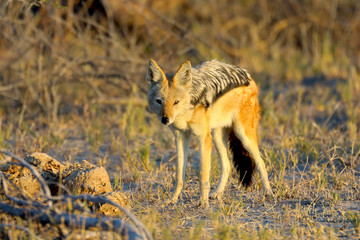 jackal at sunrise