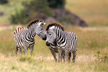 Fototapeta na wymiar Zebras in a meadow 