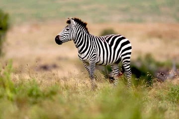 Deurstickers Zebra Zebra op de vlaktes in Tanzania, Afrika