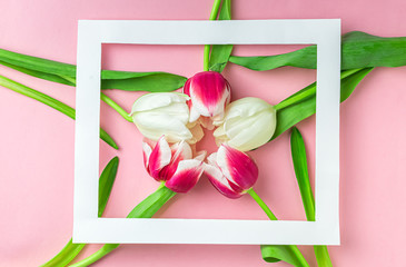 Pink and white tulips and white photo frame on a pink background.