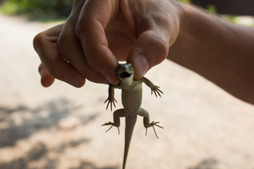 Lizard with open mouth in a male hand close-up
